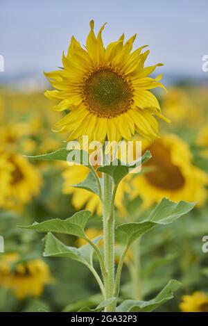 Fiore comune di girasole (Helianthus annuus); Baviera, Germania Foto Stock