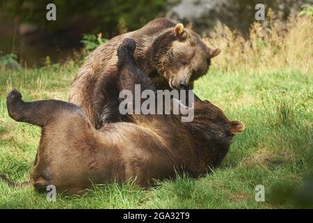 Orsi bruni eurasiatici (Ursus arctos arctos) in lotta, prigioniero, Parco Nazionale della Foresta Bavarese; Baviera, Germania Foto Stock