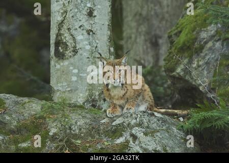 Lynx eurasiatica (lynx lynx) in una foresta, prigioniera, Parco Nazionale della Foresta Bavarese; Baviera, Germania Foto Stock