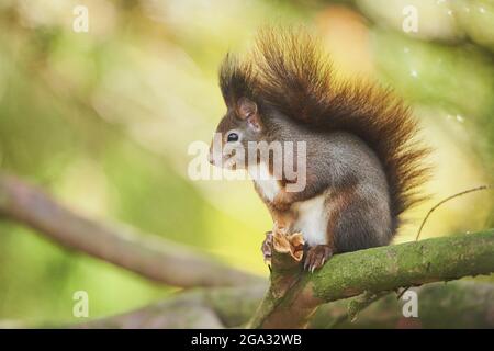 Scoiattolo rosso eurasiatico (Sciurus vulgaris) in un albero; Baviera, Germania Foto Stock