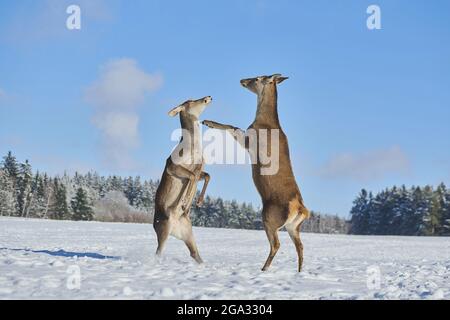 Cervo rosso (Cervus elaphus) lotta su un prato nevoso; Baviera, Germania Foto Stock