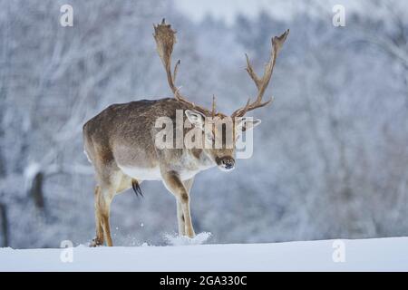 Dama dama (Dama dama) che cammina nella neve su un prato, prigioniero; Baviera, Germania Foto Stock