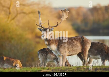 Daini (Dama dama) su un prato in autunno, prigioniero; Baviera, Germania Foto Stock