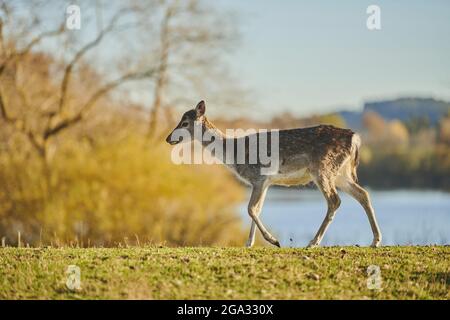 Daini (Dama dama) che camminano su un prato in autunno, prigioniero; Baviera, Germania Foto Stock