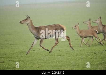 Cervo rosso (Cervus elaphus) che cammina su un prato nella nebbia, prigioniero; Baviera, Germania Foto Stock
