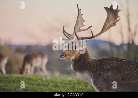 Dama dama ritratto a buck, prigioniero; Baviera, Germania Foto Stock