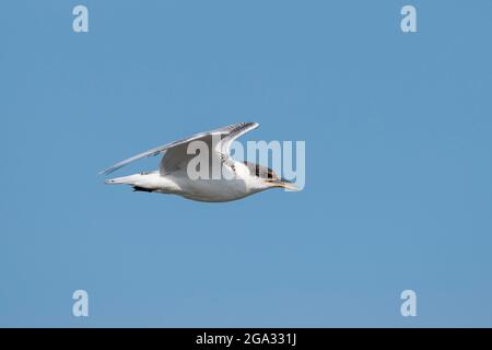 Tern comune giovanile (Sterna hirundo) in volo, Anglesey, Galles. Foto Stock