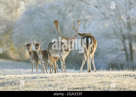 Daini (Dama dama) su un prato ghiacciato; Baviera, Germania Foto Stock