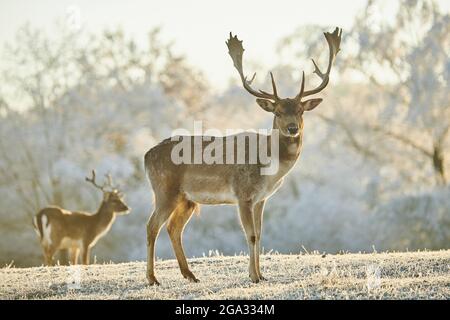 Daini (Dama dama) bucks su un prato ghiacciato; Baviera, Germania Foto Stock