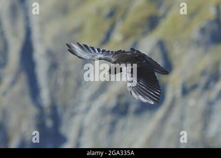 Tosse alpina o tosse gialla (pirrhocorax graculus), Grossglockner, Parco Nazionale degli alti Tauri; Austria Foto Stock