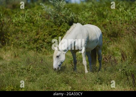 Camargue cavallo in piedi su un campo; Camargue, Francia Foto Stock