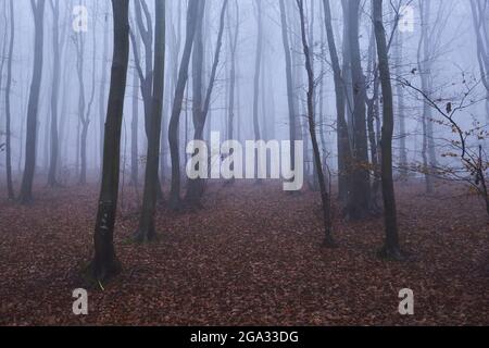 Foresta di faggi faggy europei (Fagus sylvatica), Kleine Fatra, Carpazi; Horna Suka, Slovacchia Foto Stock