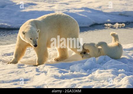 Sotto il sole di mezzanotte, orso polare (Ursus maritimus) madre e cucciolo su ghiaccio pack, Hinlopen Strait; Svalbard, Norvegia Foto Stock