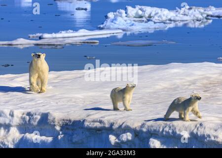 Orso polare (Ursus maritimus) madre e cubetti su iceberg, Hinlopen Strait, Svalbard, Norvegia; Svalbard, Norvegia Foto Stock