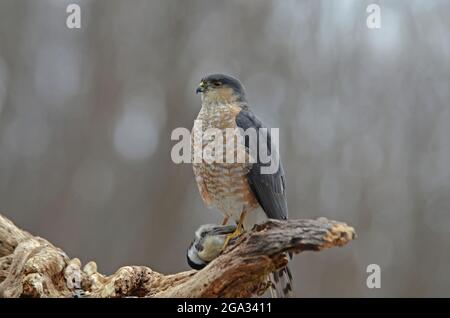 Hawk sharp-shinned (Accipiter striatus) che predica su Chickadee Black-capped (Parus atricapillus), perches in un albero; New York, Stati Uniti d'America Foto Stock