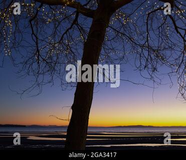 Luci bianche in un albero senza frondoli su una spiaggia con un tramonto dorato che brilla sull'orizzonte; White Rock, British Columbia, Canada Foto Stock