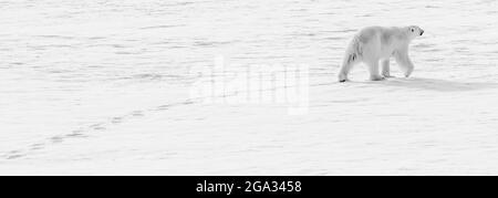 Immagine panoramica in bianco e nero di un orso polare (Ursus maritimus) crossing pack ghiaccio, Oceano Artico, Arcipelago Svalbard; Svalbard, Norvegia Foto Stock