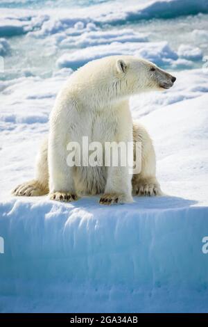 Orso polare (Ursus maritimus) seduto sul ghiaccio della confezione, Hinlopen Strait; Svalbard, Norvegia Foto Stock