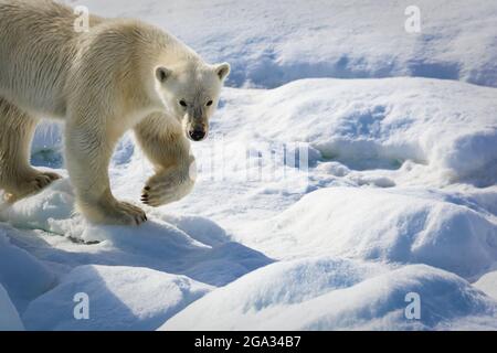 Orso polare (Ursus maritimus) a piedi su ghiaccio pack, Hinlopen Strait; Svalbard, Norvegia Foto Stock