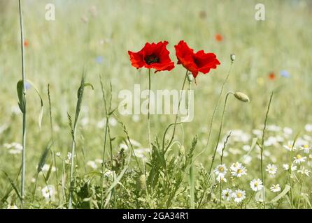 Due papaveri rossi vibranti (Papaver roeas) che crescono in un campo di fiori selvatici; Kortgene, Zeeland, Paesi Bassi Foto Stock