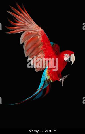 Flying Macaw Parrot isolato su sfondo nero Foto Stock