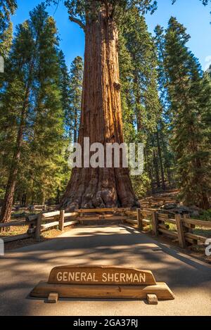 L'iconico General Sherman Tree. Sequoia National Park, California, Stati Uniti. Foto Stock