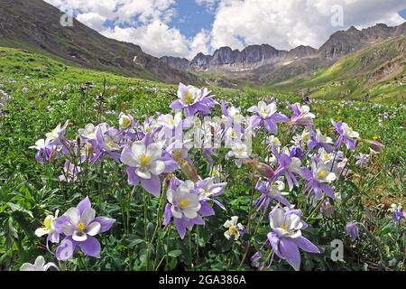 Fiori selvatici colonbini (Aquilegia coerulea) in viola e bianco fioritura in un prato in una valle circondata da aspre montagne San Juan in... Foto Stock