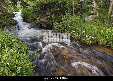 Fall River che scorre attraverso una foresta e prato nel Rocky Mountain National Park; Colorado, Stati Uniti d'America Foto Stock