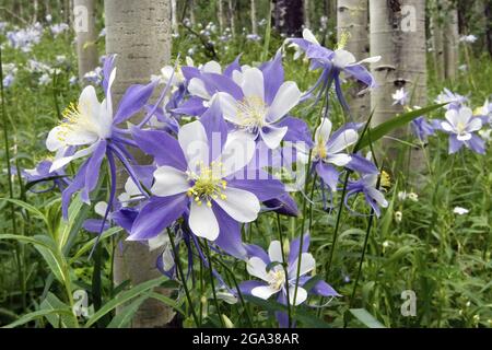 Fiori di colombine selvatiche (Aquilegia coerulea) in fiore viola e bianco in un prato nel bacino americano del Colorado Foto Stock