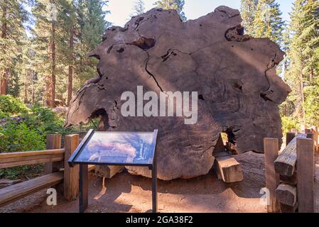 Sezione trasversale di un albero gigante di sequoia. Sequoia National Park, California, Stati Uniti. Foto Stock