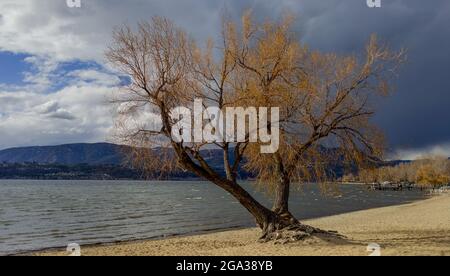 Rotary Beach Park a Kelowna, British Columbia, con rami di arancio luminoso contro cieli grigi tempestosi; Kelowna, British Columbia, Canada Foto Stock