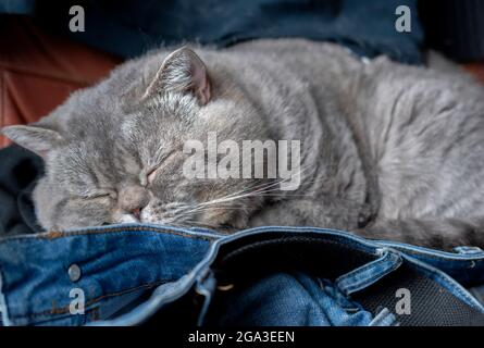 Gatto britannico shorthair che dorme sui vestiti. Foto Stock