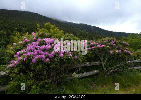 Cespugli di Rhodendron in fiore che crescono su recinzione, Carvers Gap, Carolina del Nord Foto Stock