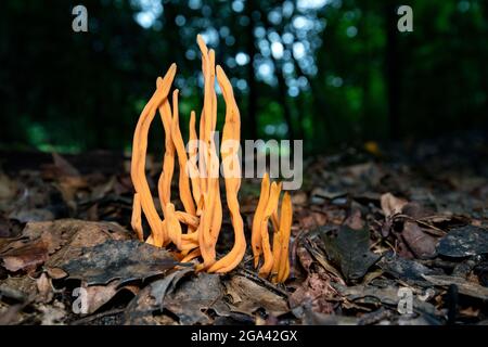 Mandrini d'oro (Clavulinopsis fusiformis) specie di fungo corallino - Brevard, Carolina del Nord, USA Foto Stock