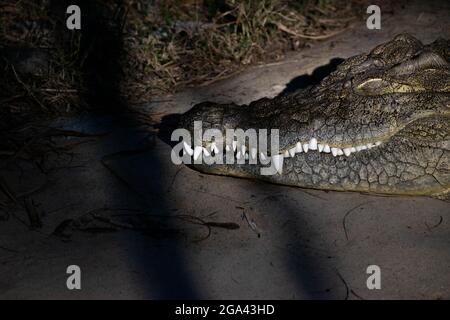 Santiago, Metropolitana, Cile. 28 luglio 2021. Un coccodrillo che riposa al tramonto, allo Zoo di Buin, a Santiago, Cile. Questo zoo, il principale in Cile, è stato in grado di riaprire le sue porte due settimane fa, dopo mesi di chiusura a causa della pandemia di covidi e dove hanno lanciato una campagna per sponsorizzare gli animali e coprire così i costi dello zoo. (Credit Image: © Matias Basualdo/ZUMA Press Wire) Foto Stock