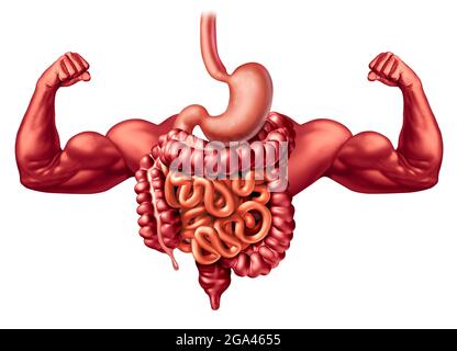 Il sistema digestivo sano funziona come un forte concetto di anatomia di digestione che include uno stomaco e un intestino crasso e piccoli intestini. Foto Stock