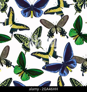 Senza cuciture con coloratissime farfalle tropicali, coda di rondine e birdwing, papilio e ornitoptera papilionidae.