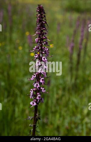 La testa dell'Elefante, la testa dell'Elefante o la lousewart dell'Elefante (Pedicularis groenlandica) sono una pianta parassita che preferisce il suolo bagnato e il sole pieno. Foto Stock