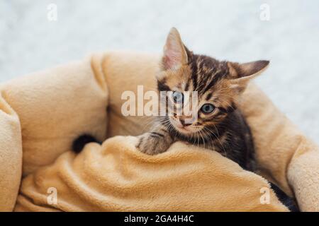 Closee-up piccolo gattino bengala sul cuscino del gatto Foto Stock