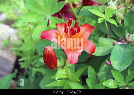 Splendido fiore arancione con petali aperti e un bocciolo chiuso. Foto Stock