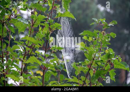 Splendida vista di un ciottolato sui rami di cespugli. Foto Stock