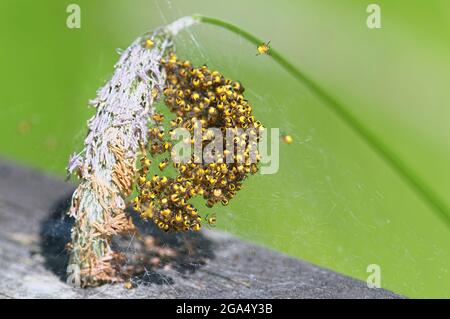 Orb Weaver Spiderlings - ragni bambino (arachnid) in ragnatela web su stelo della pianta. Foto Stock