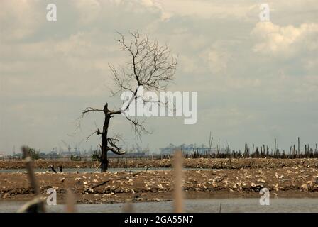 Un albero secco sul paesaggio costiero, che è una fattoria di gamberi costruita su un terreno bonificato vicino all'estuario del canale alluvionale di Giacarta, è fotografato dall'acqua costiera amministrativamente situata nella reggenza di Bekasi, Giava occidentale, Indonesia. Il porto di Giacarta e l'area costiera di Giacarta possono essere visti in lontananza. Foto Stock