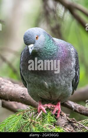 Il grasso di Pigeon è importante seduta su un ramo. Il piccione domestico bird e sfocata sfondo naturale. Grigio colomba bird. Foto Stock