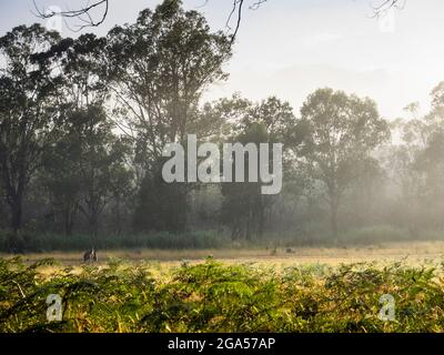 Canguri grigi orientali (Macropus giganteus) in prateria a Geehi Flats, Kosciuszko National Park, New South Wales, Australia Foto Stock