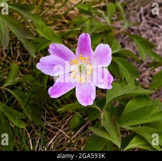 Legno Anemone o Windflower (Anemone nemorosa) nei giardini termali di Baden Baden. Baden Wuerttemberg, Germania, Europa Foto Stock