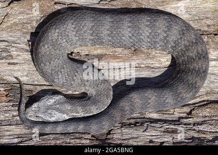 Australiano morte comune sommatore Snake Foto Stock