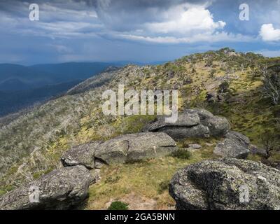 Il monte Wills (1747 m) è una famosa destinazione per passeggiate nella macchia delle Alpi Vittoriane, Australia Foto Stock