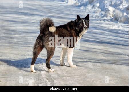 Il cane è in piedi su una strada innevata in una giornata gelida e guarda via Foto Stock