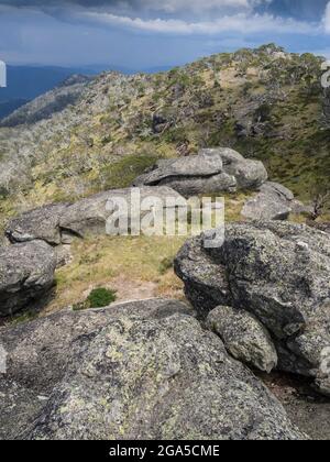 Il monte Wills (1747 m) è una famosa destinazione per passeggiate nella macchia delle Alpi Vittoriane, Australia Foto Stock